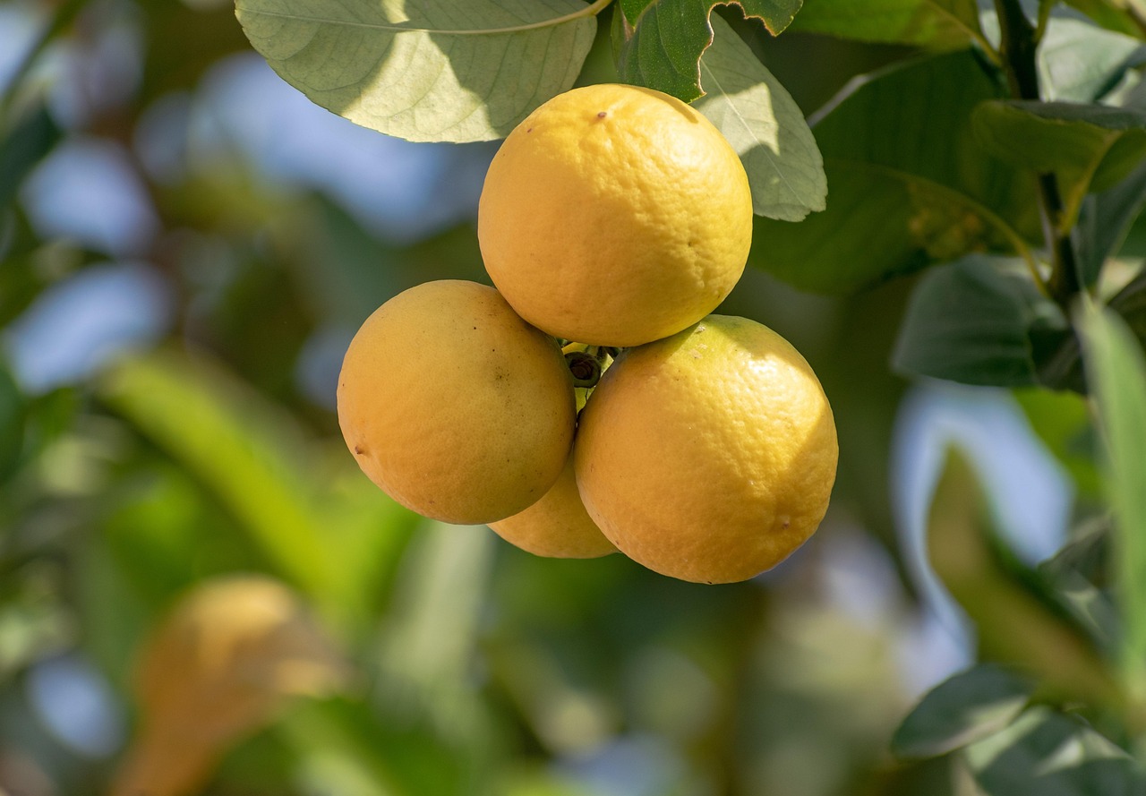 lemons, lemon tree, citrus plant, citrus × limon, citrus, fruits, tropical fruits, lemon cultivation, lemon plantation, plantation, fruit tree, close up, lemons, lemon tree, lemon tree, lemon tree, lemon tree, lemon tree